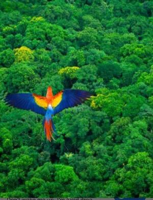 José Carlos Peliano: "A Amazônia é um mundo vegetal exuberante abrindo seus pulmões para brasileiros, latino-americanos e estrangeiros".