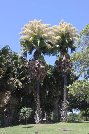 Essa palmeira foi trazida do Sri Lanka pelo paisagista Burle Marx, que não chegou a vê-la florida.