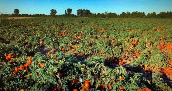 O filme "O Império do Ouro Vermelho”, dos franceses Jean-Baptiste Mallet e Xavier Deleu, é sobre a produção de tomates geneticamente modificados.