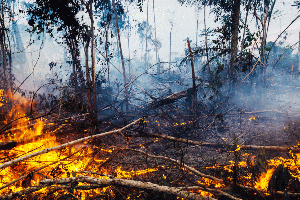 Luiz Martins: “O governo federal liberou geral na informalidade até que seja feita a "regularização" das terras da Amazônia, onde as queimadas aumentaram em 64 por cento, em um ano”.
