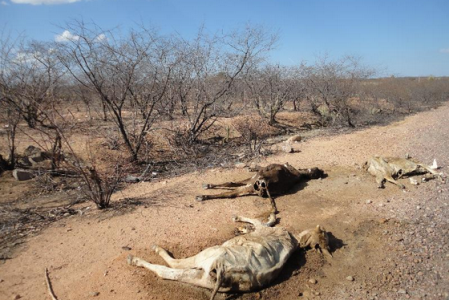 José Carlos Peliano: "E essa trágica situação persiste porque é produzida pelos proprietários das terras. A indústria da seca mantém o inferno na terra para que o refrigério monetário venha dos apaniguados pelos contatos de dependência de interesses que mantém com o governo."